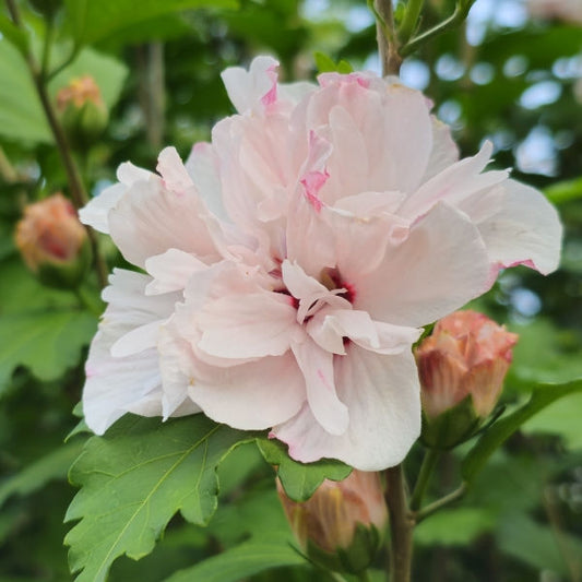 Live Double Rose of Sharon Hibiscus Starter Plant | Pink Flowering Bare Root Shrub | Hardy Perennial, Fast Growing | Althea rosa-sinensis