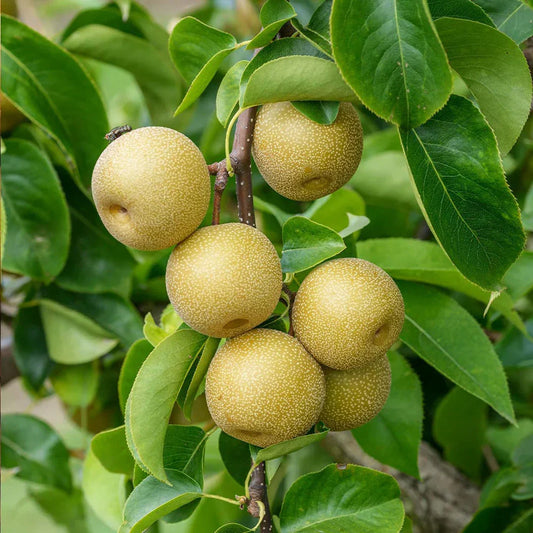 10 Asian Round Pear Tree Cuttings – Pyrus pyrifolia Unrooted Scion Wood for Grafting, Propagation, Fruit Tree Cultivation