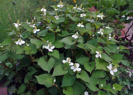 Lot of 10 Houttuynia Cordata Plants – Fish Mint, Diếp Cá, 魚腥草 – Asian Culinary & Medicinal Herb, Groundcover, Ornamental Garden Plant