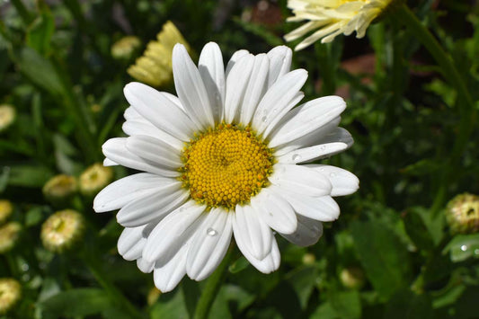 Live Mature Shasta Daisy Plant | Full-Size Perennial Flowering Plant | Leucanthemum superbum | Hardy Pollinator-Friendly Garden Plant