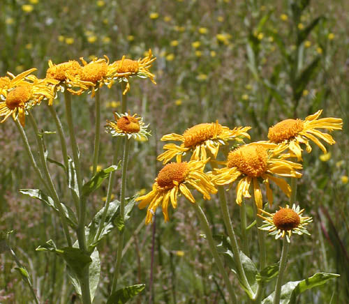 Hymenoxys hoopesii Seeds – Orange Mountain Daisy Wildflower, 40 Non-GMO Perennial Seeds for Pollinator Gardens & Meadows
