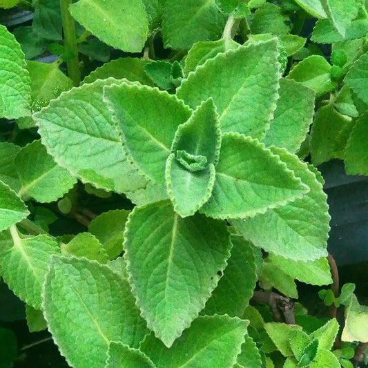 Live Mexican Mint Plants, Plectranthus amboinicus, Bareroot, Cuban Oregano, Aromatic Medicinal Herb, Indian Borage, Culinary & Medicinal Herb