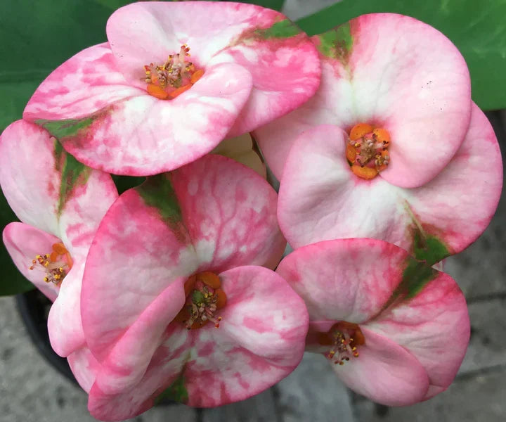 Rainbow Crown of Thorns Cutting | Euphorbia milii Thai Hybrid | Colorful Succulent Houseplant Start | Rare Flowering Indoor Plant