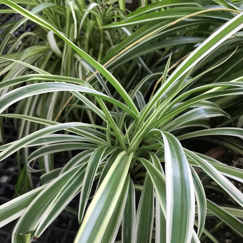 Spider Plant Cuttings – Reverse Variegated Chlorophytum comosum – Live Indoor Houseplant Stems for Hanging Baskets & Pots
