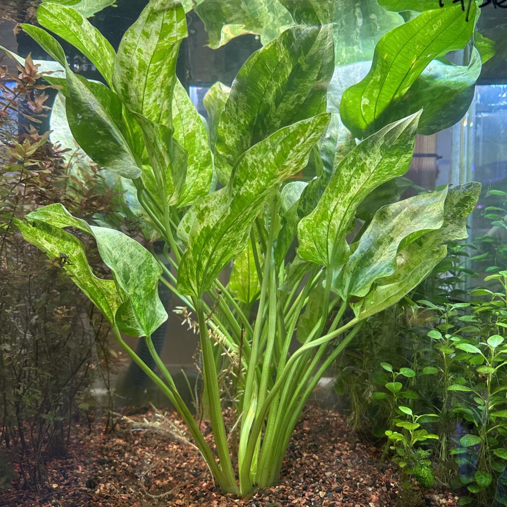 Live Marble Queen Sword Plant - Echinodorus cordifolius - Bareroot Tropical Aquatic Oxygenating Plant for Aquariums
