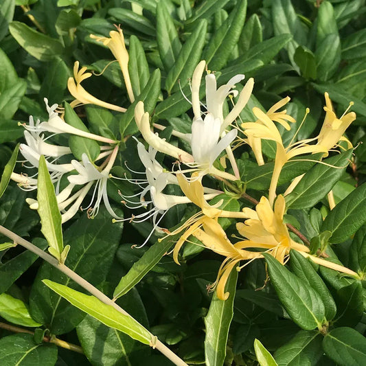 Japanese Honeysuckle Live Plants with Roots – Lonicera japonica Vine, Fragrant Flowers, Fast-Growing Ground Cover or Trellis Plant