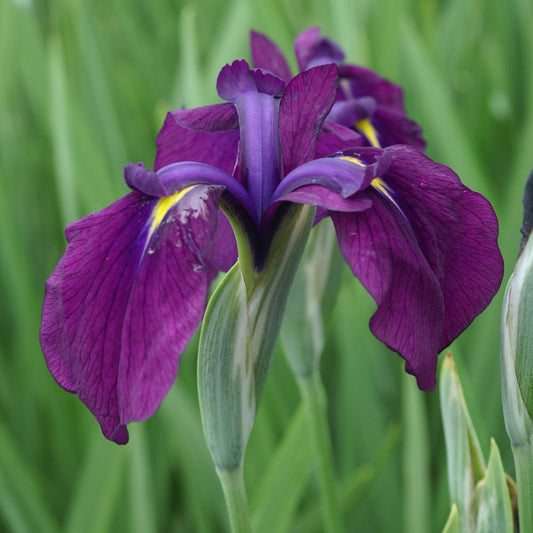Live Japanese Iris Iris kaempferi variegata | Variegated Hardy Aquatic Pond Plant | Bareroot Water Garden Flower