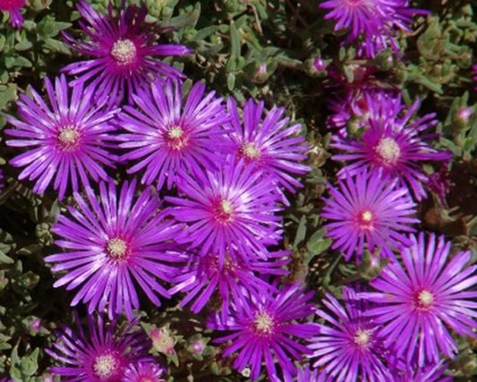 10 Creeping Ice Plant Cuttings | Purple Pink Ground Cover | Delosperma/Mesemb | Succulent for Rock Garden & Xeriscape