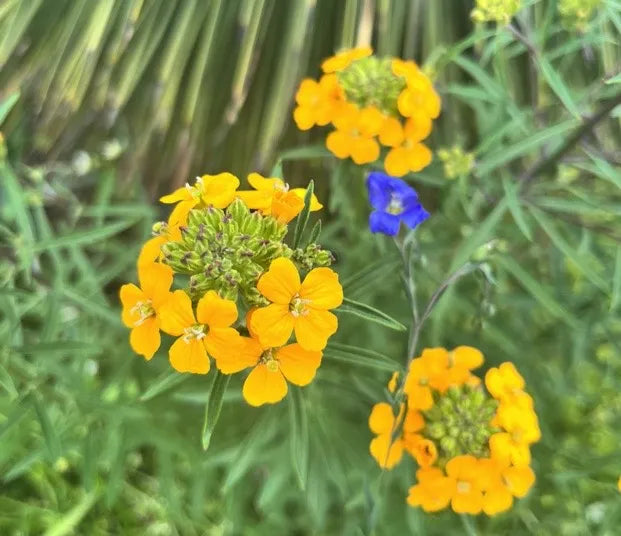 Erysimum capitatum Seeds – Western Wallflower Wildflower, 100 Non-GMO Perennial Seeds for Native Pollinator Gardens & Meadows