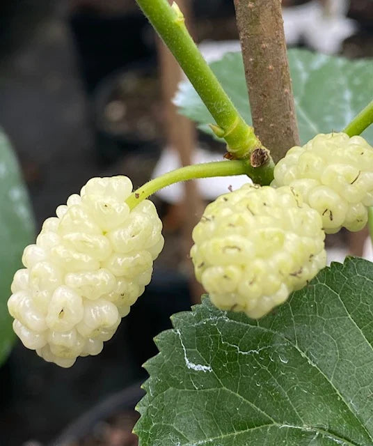 2 White Mulberry Trees (Morus alba) Bareroot 1–2ft | Fast Growing Fruit Trees | Sweet Edible Berries | Hardy Shade Plants