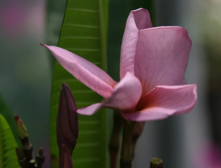 Purple Plumeria Live Plant – Rooted from Seed in 3” Pot – Fragrant Tropical Flower Tree – Rare Purple Frangipani (Plumeria rubra)
