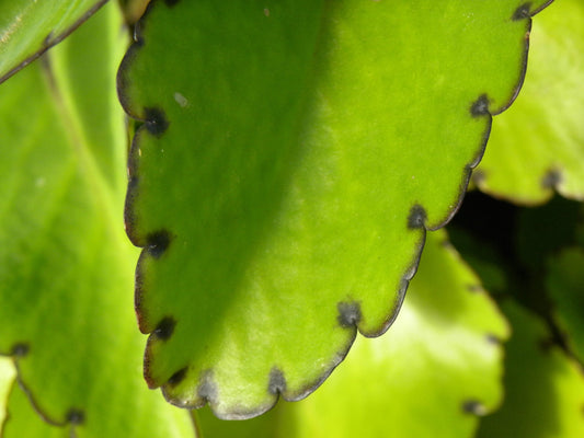 Kalanchoe pinnata Live Plant – 2" Organic Starter Leaf of Life, Miracle Leaf, Wonder of the World for Healing, Indoor Garden, Herbal Remedy