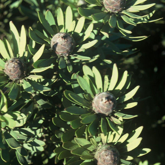 Leucadendron pubescens Seeds – Rare South African Conebush Evergreen Shrub, Protea Family, 5 Seeds