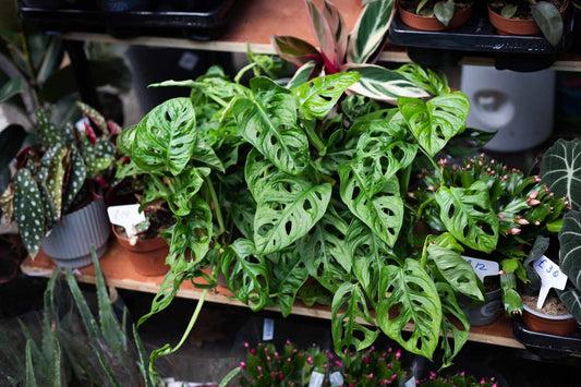 Monstera Deliciosa Rooted Cutting – Live Indoor Houseplant with Established Roots – Swiss Cheese Plant, Tropical, Easy to Grow