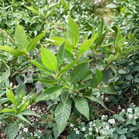 Jim Dandy Winterberry Holly – Live Male Pollinator Shrub, 1 Gallon Pot, Ilex verticillata, Supports Female Winterberry Hollies