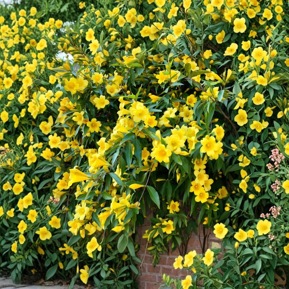 Carolina Jasmine Live Plant – 4–6 Inch Starter Vine with Fragrant Yellow Flowers – Gelsemium sempervirens Outdoor Climbing Plant