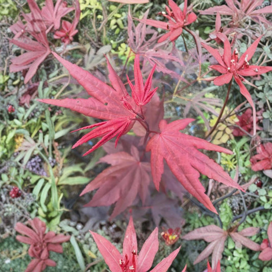 Japanese Maple Live Tree – Acer palmatum ‘Ruth’s Red’ – Rich Maroon Foliage – Small Ornamental Tree in #3 Container