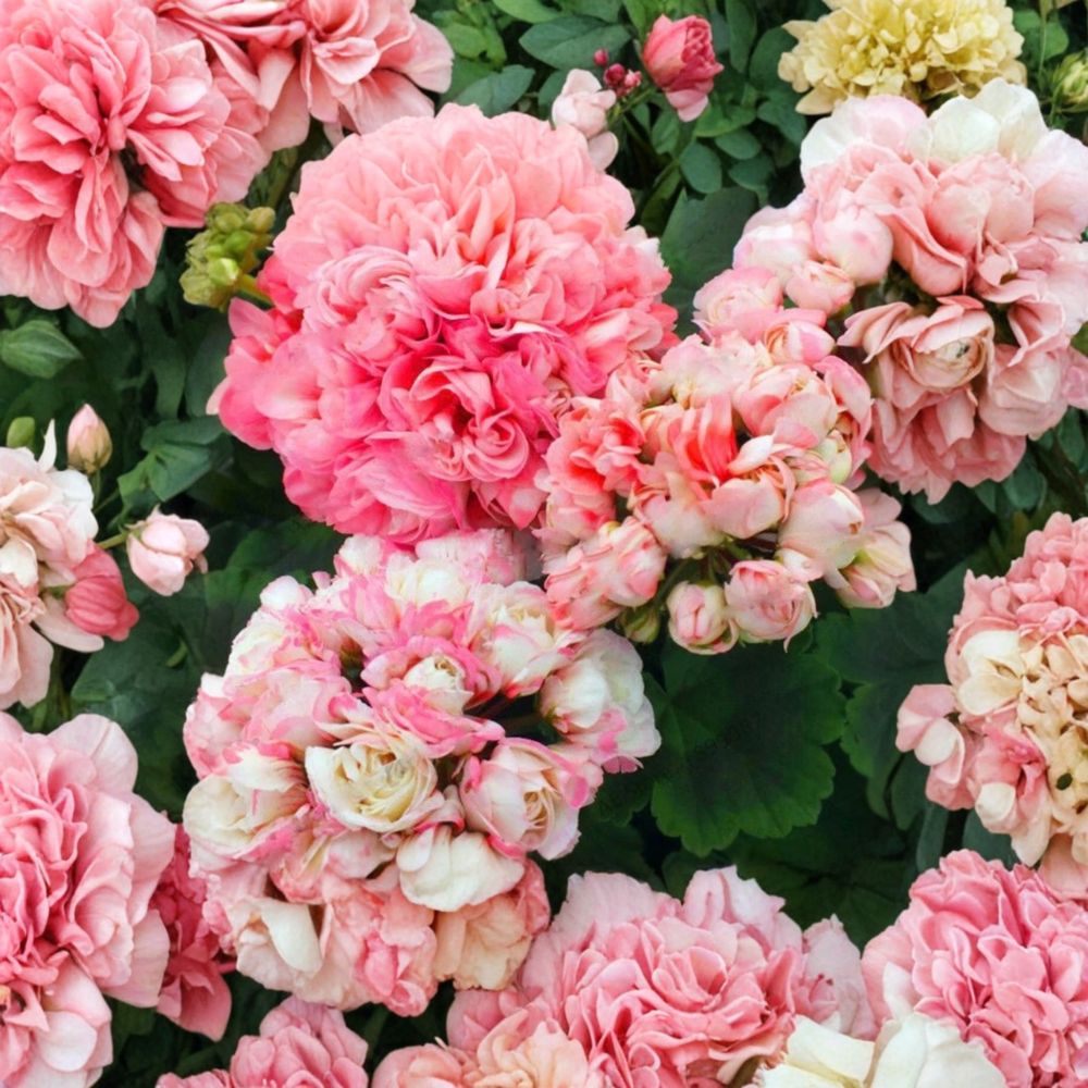 Appleblossom Geranium Seeds – Pink Zonal Pelargonium Hortorum, Fast Blooming Flower, Patio & Garden, 15 Seeds