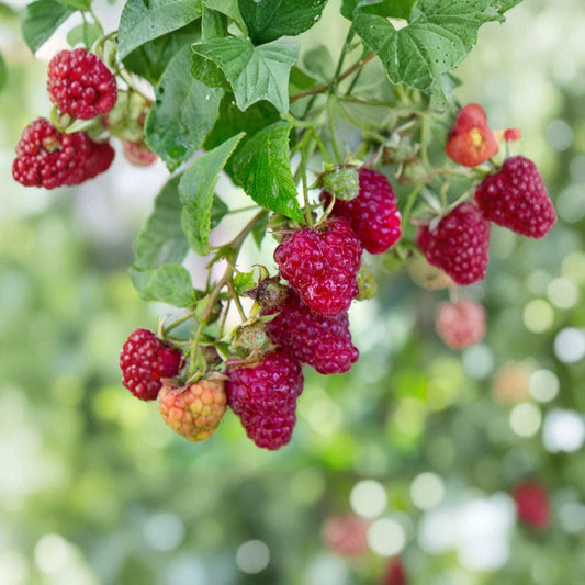 Jaclyn Everbearing Raspberry Plant – Live Rooted Red Raspberry Cane for Zones 3-8 | Sweet Berries | Rubus idaeus