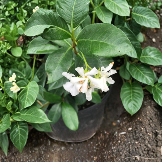 Madison Confederate Jasmine Live Plant – 3 Gallon, 36–48 Inch Climbing Vine, Fragrant White Blooms, Trachelospermum jasminoides