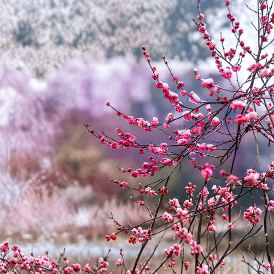 Peggy Clarke Japanese Flowering Apricot Tree – Prunus mume Live Plant with Double Pink Fragrant Blooms, Ume Bonsai Favorite