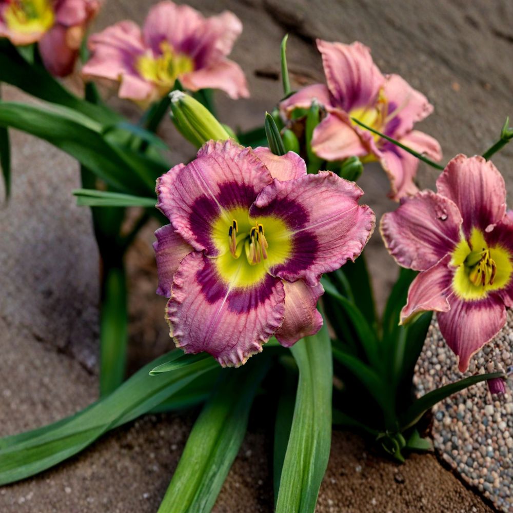 Always Afternoon Daylily Bare Root Plants – Rose Purple Hemerocallis, Hardy Perennial Flower, Award-Winning Garden Plant
