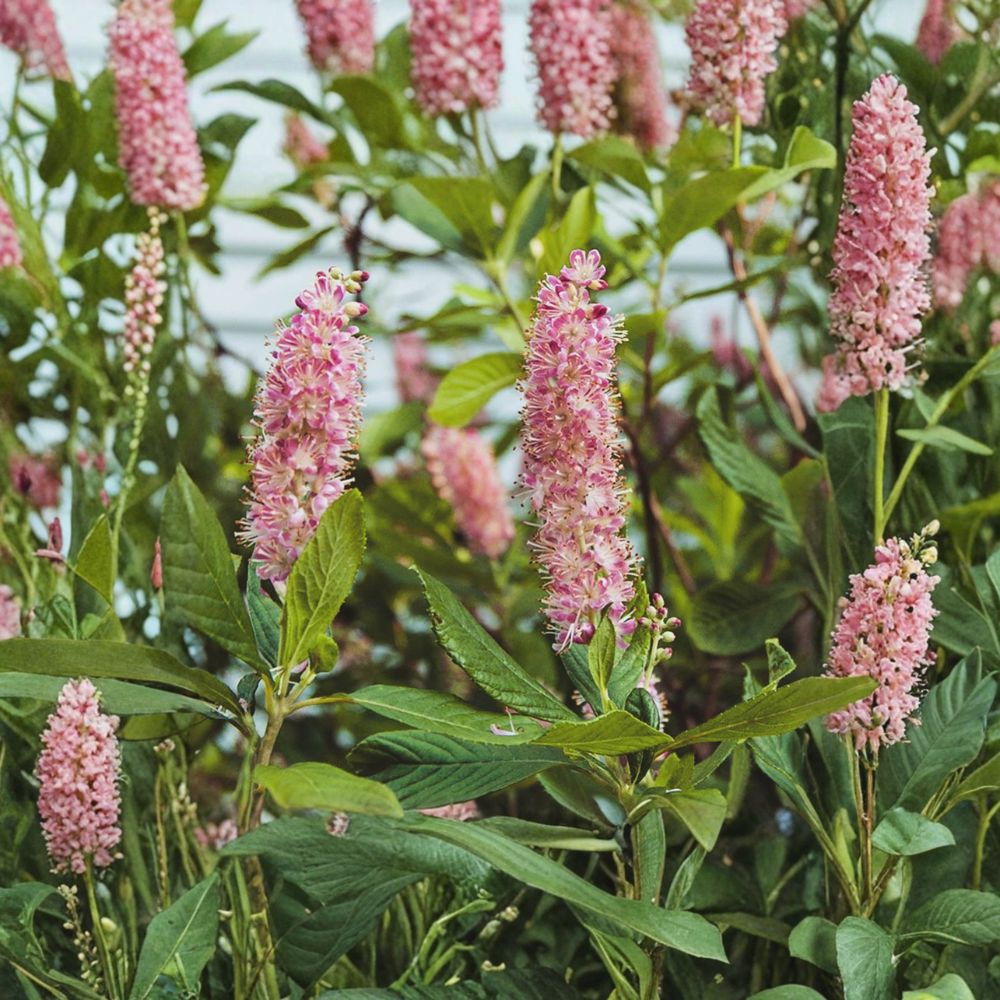 Ruby Spice Summersweet Live Native Flowering Shrub 4 Inch Pot | Fragrant Pink Clethra Pollinator Friendly Landscape Plant