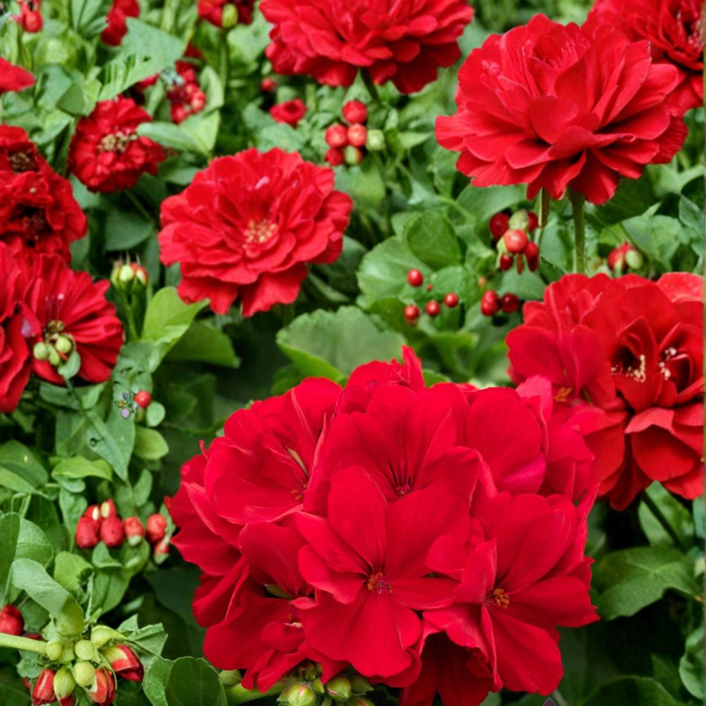Calliope Dark Red Geranium Seeds – Pelargonium Hybrid for Patio & Hanging Baskets, Deep Red Blooms, Easy to Grow, 25+ Seeds