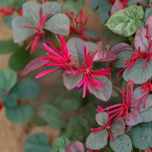 Loropetalum Chinese Fringe Flower Plant – Live Evergreen Shrub in Nursery Pot with Vibrant Pink Blooms | Bonsai Style