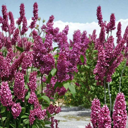 Ludwig Spaeth French Lilac Live Shrub 1 Gallon Pot Deep Purple Spring Blooms Fragrant Landscape Plant