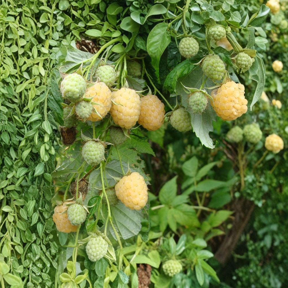Anne Yellow Raspberry Plant – Live Rooted Golden Berry with Sweet Fall-Bearing Raspberries – Zones 4-9