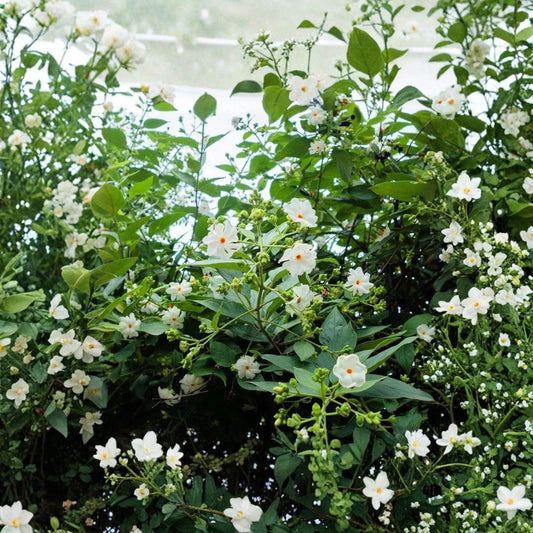 Night Jasmine Seeds – Nyctanthes arbor-tristis Fragrant Night Blooming Shrub, Parijat Tree, Exotic Garden Plant, 10 Seeds