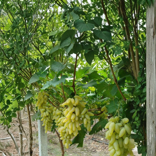 Japanese Gold Finger Grape Cuttings – Vitis vinifera Live Propagation, Sweet Luxury Table Grape Variety, 金手指葡萄插条, US Seller