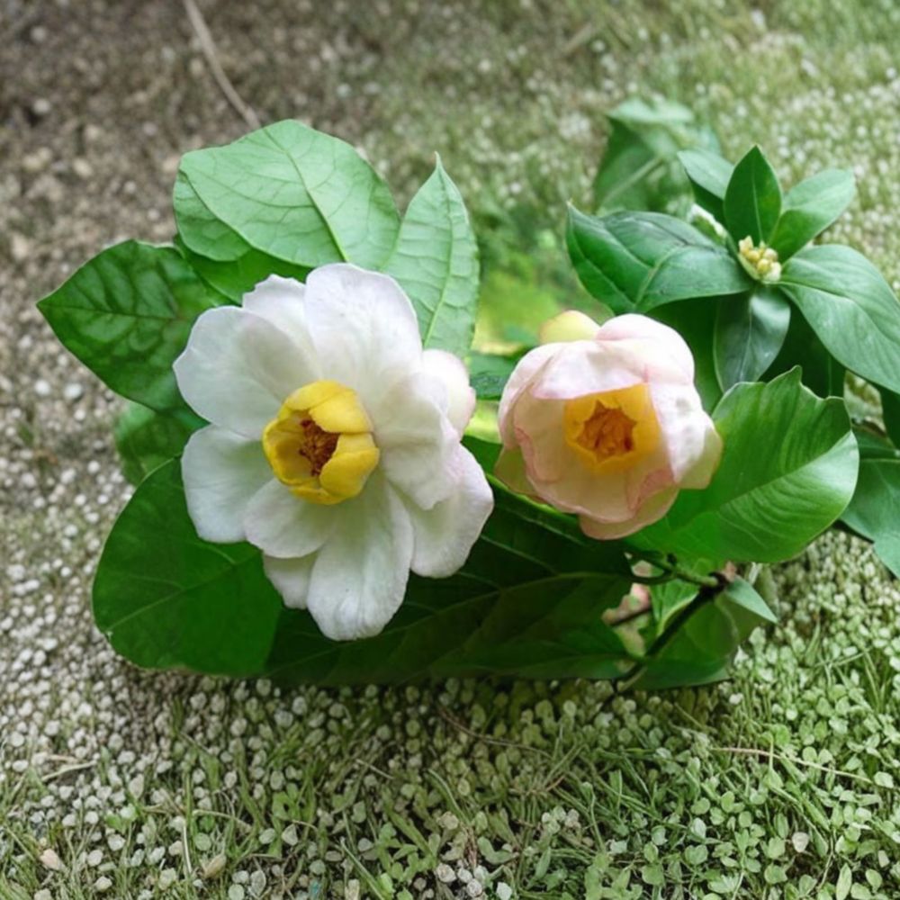Chinese Sweetshrub Live Plant – 2 Gallon Pot, Sinocalycanthus chinensis, Rare Deciduous Garden Shrub with Fragrant Bell-Shaped Flowers