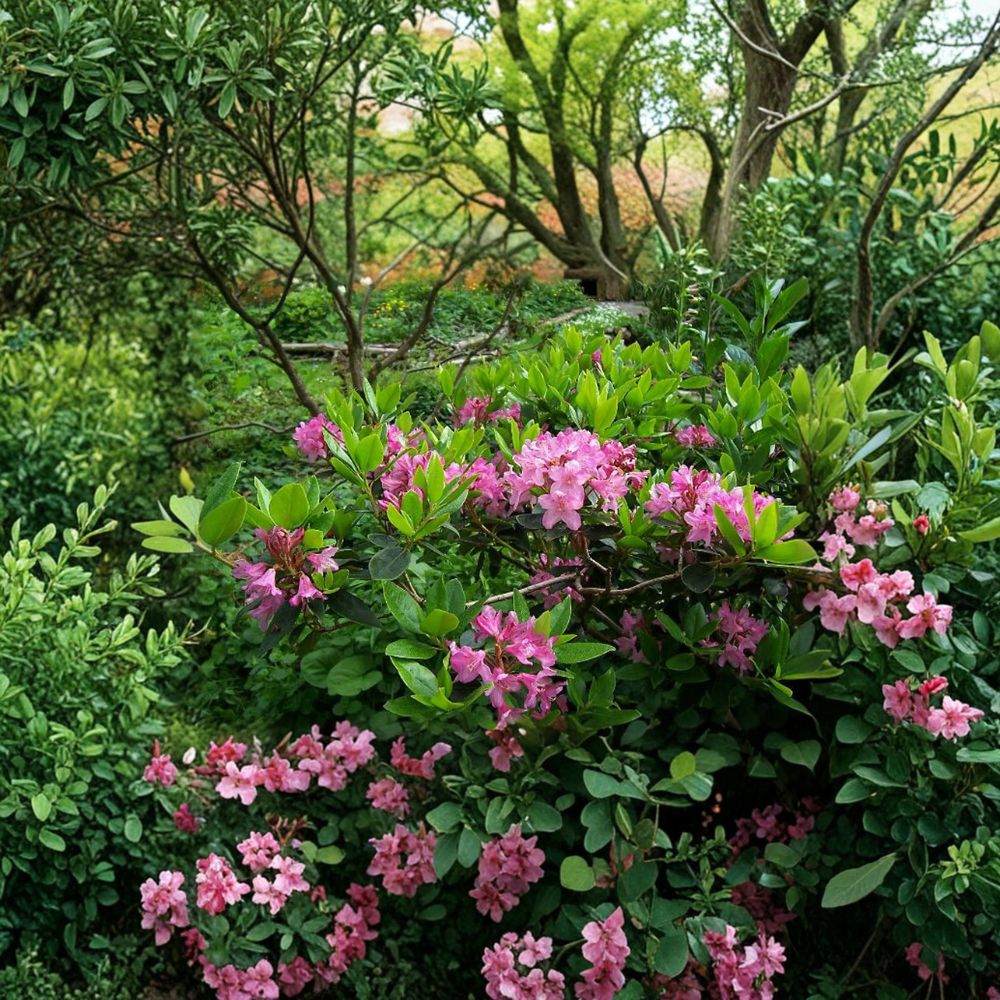 Dwarf Evergreen Rhododendron | Lilac Lavender Blooms | #2 Container Plant | Cold Hardy Compact Shrub | Rhododendron myrtifolium