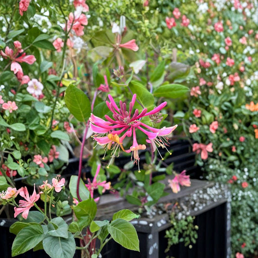 Goldflame Honeysuckle Vine – Fragrant Climbing Flower Vine with Gold and Orange Blossoms – Lonicera periclymenum 'Goldflame'