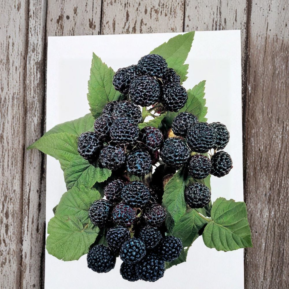 Jewel Black Raspberry Plant – Live Rooted Raspberry with Large Sweet Berries – Hardy for Zones 4-8