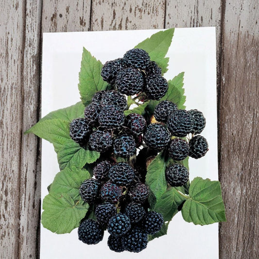 Jewel Black Raspberry Plant – Live Rooted Raspberry with Large Sweet Berries – Hardy for Zones 4-8