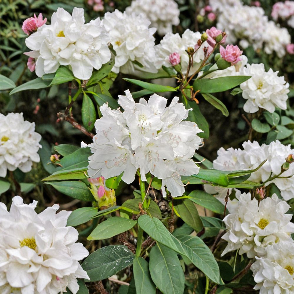 Rhododendron ‘Boule de Neige’ Live Evergreen Shrub – Bright White Blooms, Hardy Landscape Plant, Field Grown 12–15 Inches Wide
