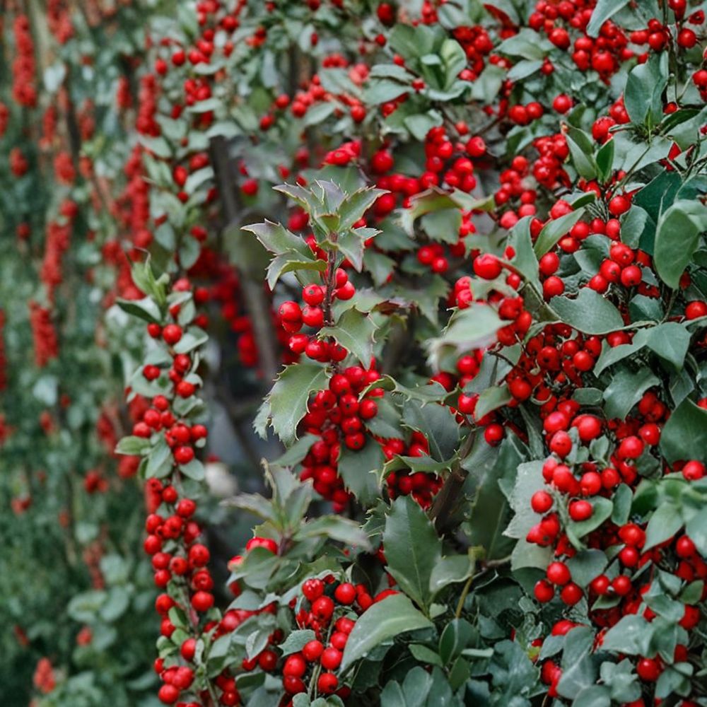 Blue Princess Holly – Live Female Evergreen Shrub 1-Gallon Pot Ilex x meserveae with Red Winter Berries for Landscape Privacy