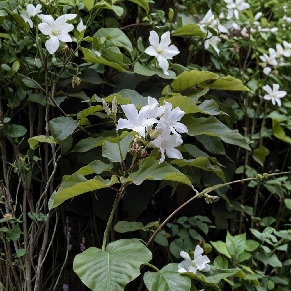 Brazilian Jasmine Seeds – Mandevilla laxa Fragrant White Climbing Vine Tropical Flower Pack of 8 Seeds