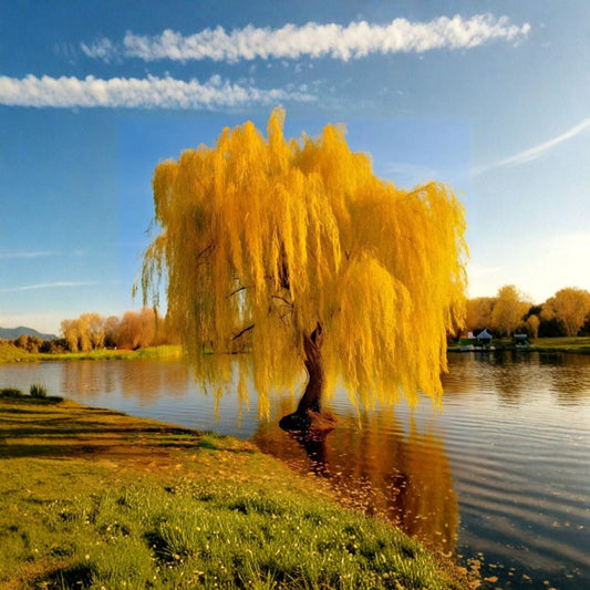 Golden Weeping Willow Tree – Salix alba ‘Tristis’ – 3 Feet Tall Live Ornamental Shade Tree in Nursery Pot for Patio & Backyard Landscaping