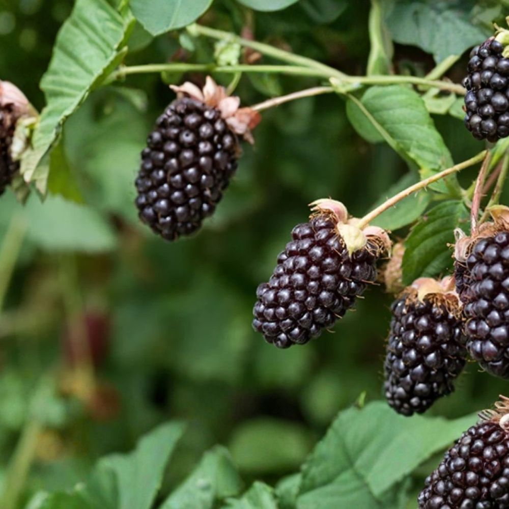 Boysenberry Plant – Live Rooted Berry Vine with Large Sweet-Tart Berries – Zones 5-10 | Rubus ursinus × Rubus idaeus