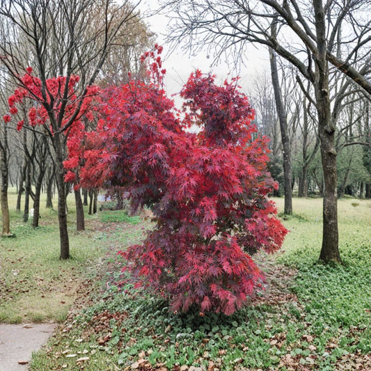 Japanese Maple ‘Red Dawn’ – Hybrid Maple Tree in Container, Four-Season Color, 18–24 Inches Tall, Red Foliage, Garden or Patio Plant