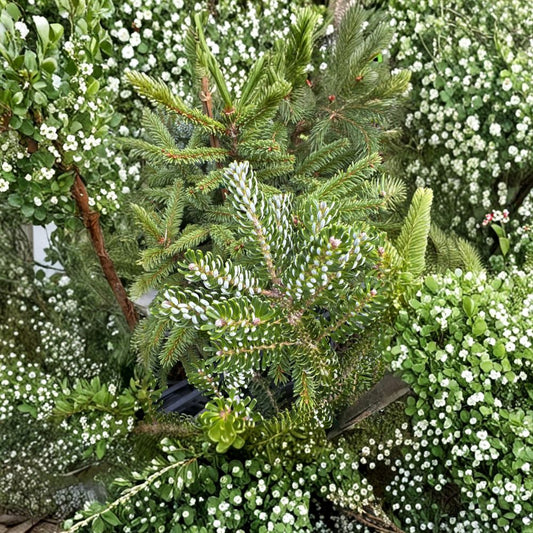 Horstmann’s Silberlocke Korean Fir – Live Evergreen Conifer, 12-Inch Tall, 1 Gallon Pot, Abies koreana Silver Needle Fir