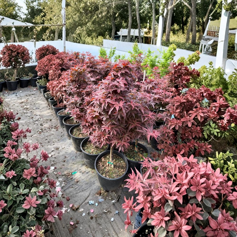 Acer palmatum ‘Red Baron’ – Upright Japanese Maple Live Tree, Burgundy to Purple Fall Color, Container Size #3