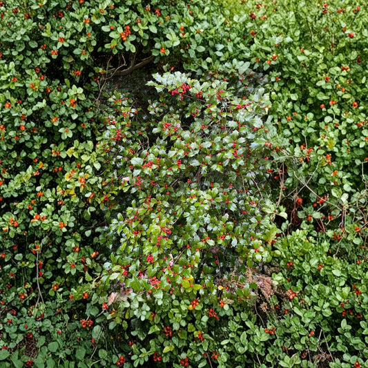 Mrs. Santa American Holly Live Female Evergreen Shrub Quart Pot Ilex opaca with Red Berries for Landscape and Garden
