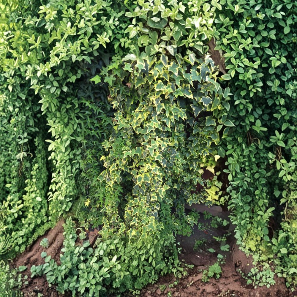 Variegated Ivy Cuttings – Organic Live Plant | 6 Unrooted Vines, Indoor Outdoor Houseplant, Easy Propagation, Hedera helix