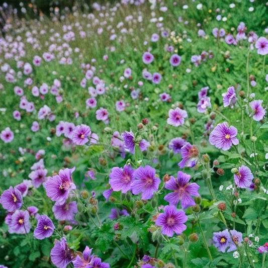 Himalayan Cranesbill Geranium Seeds – Hardy Perennial, Purple Blue Flowers, Pollinator Friendly, 25+ Seeds Included