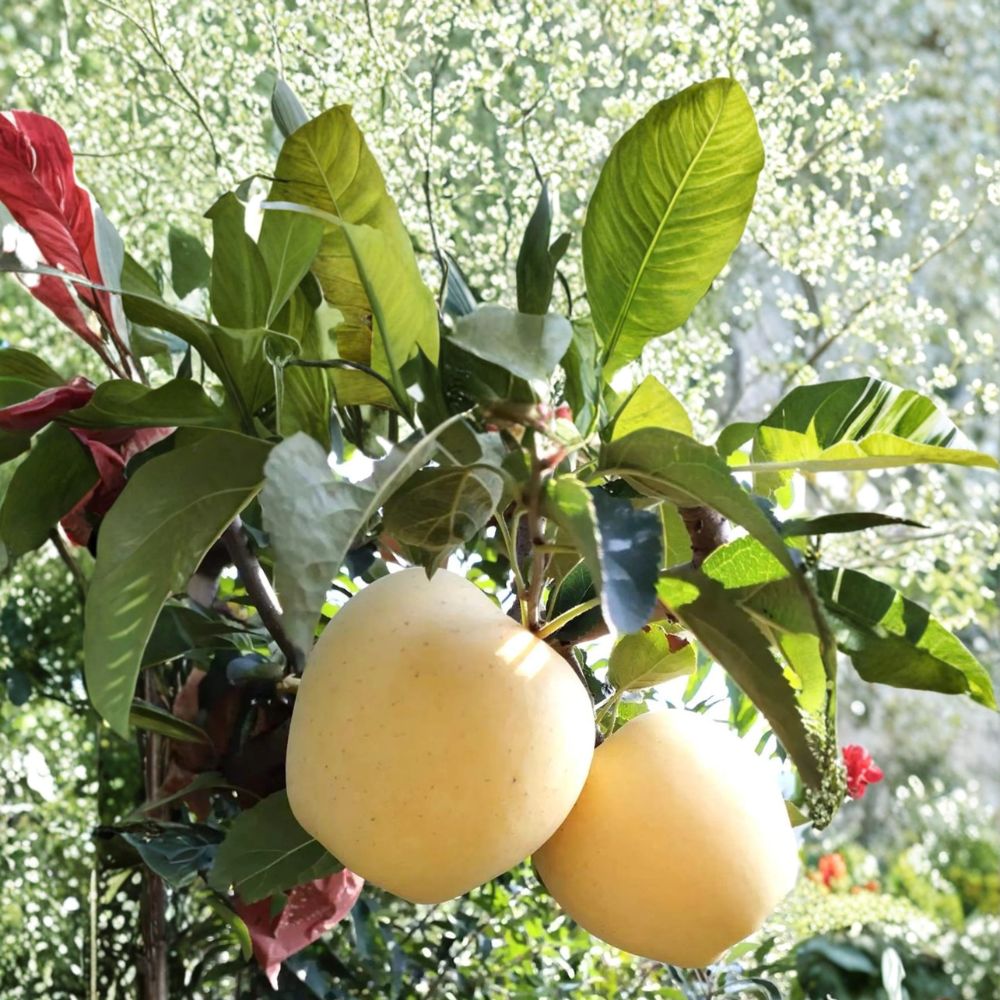 Golden Delicious Apple Tree – Bare Root 32-Inch Tall Malus domestica Sweet Crisp Yellow Apple Variety